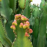 Euphorbia abyssinica (fr.) ©JL P1250316